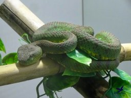 Tiergarten Schönbrunn am 27.01.2026